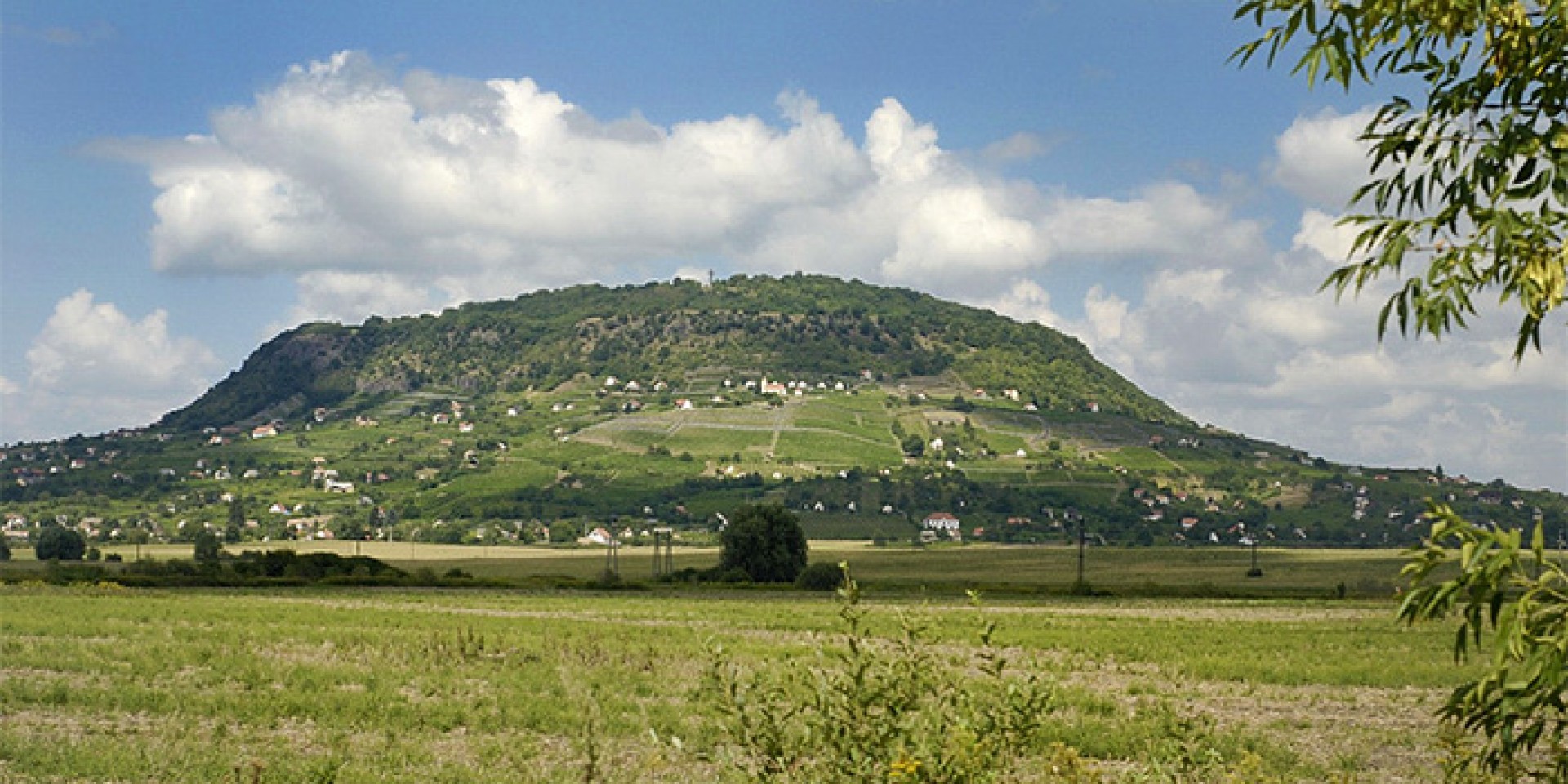 Rügy- és medvehagyma kóstoló a Somló hegyen | GoTourist